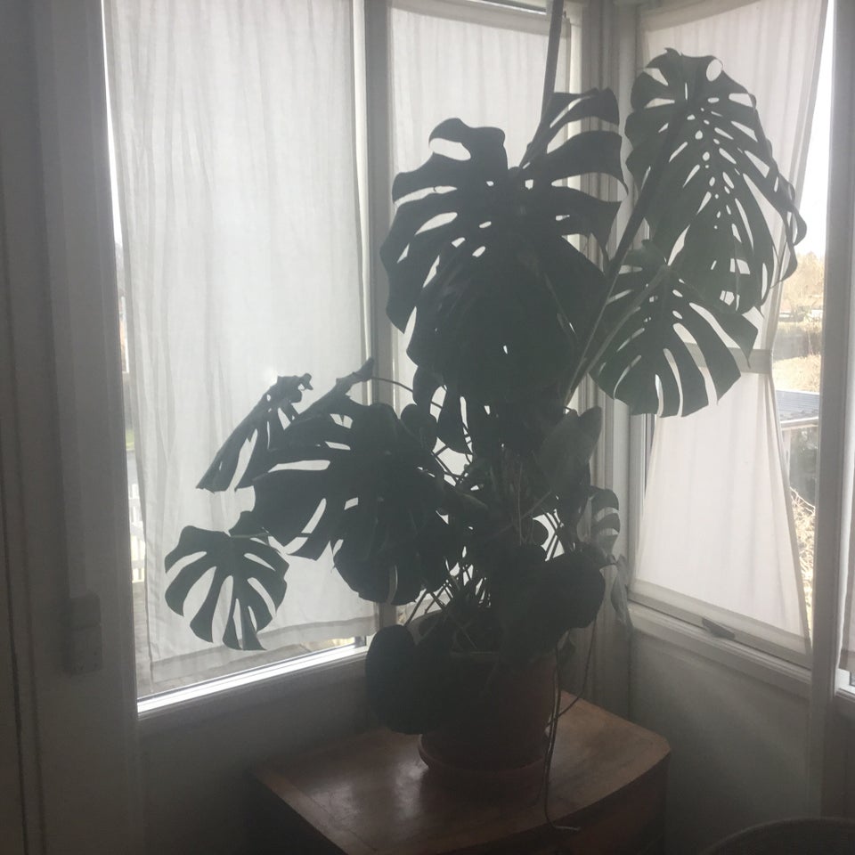 Fingerfilodendron , Monstera