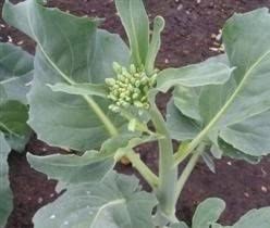 Kinesisk Broccoli Kailaan *2133, frø, Brassica oleracea