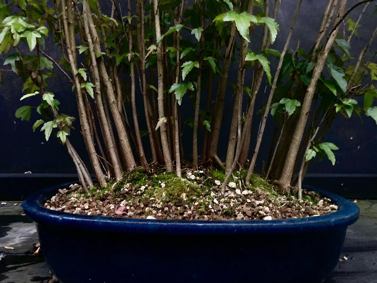 Bonsai, Acer buergerianum, trefliget ahorn