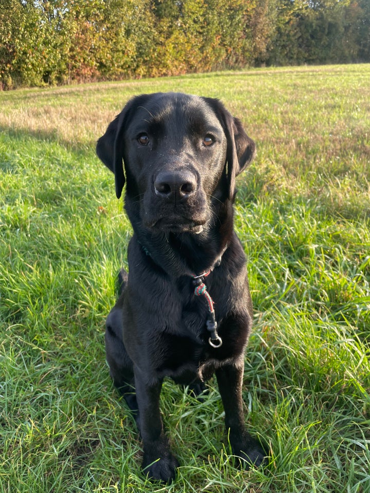 Labrador Retriever