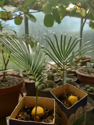 Palme, Cycas revoluta, Japansk koglepalme. 1 år fra frø.

Kan sendes uden jord.

Instagram: leafy.la