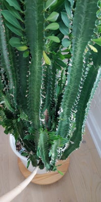 Andet, Plant, Cowboy cactus 300kr. 150cm.