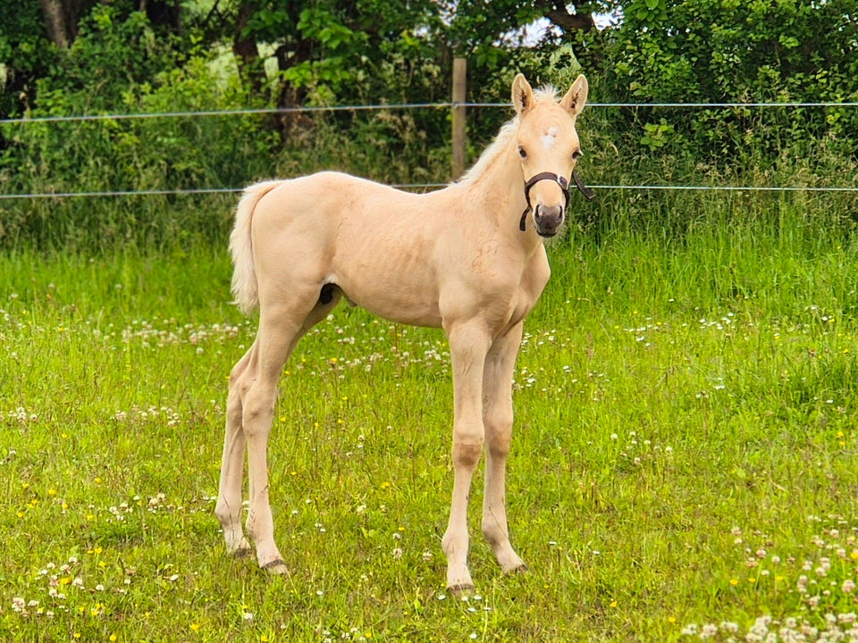 Dansk Varmblod, hingst, 0 år