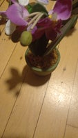 Blomster, Kunstig orkide