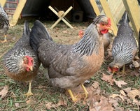 Kyllinger, 20 stk.