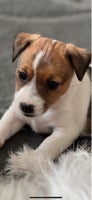 Jack russell terrier, tæve, 6 uger