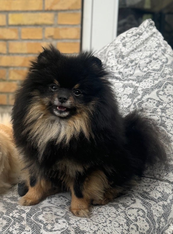 Pomeranian