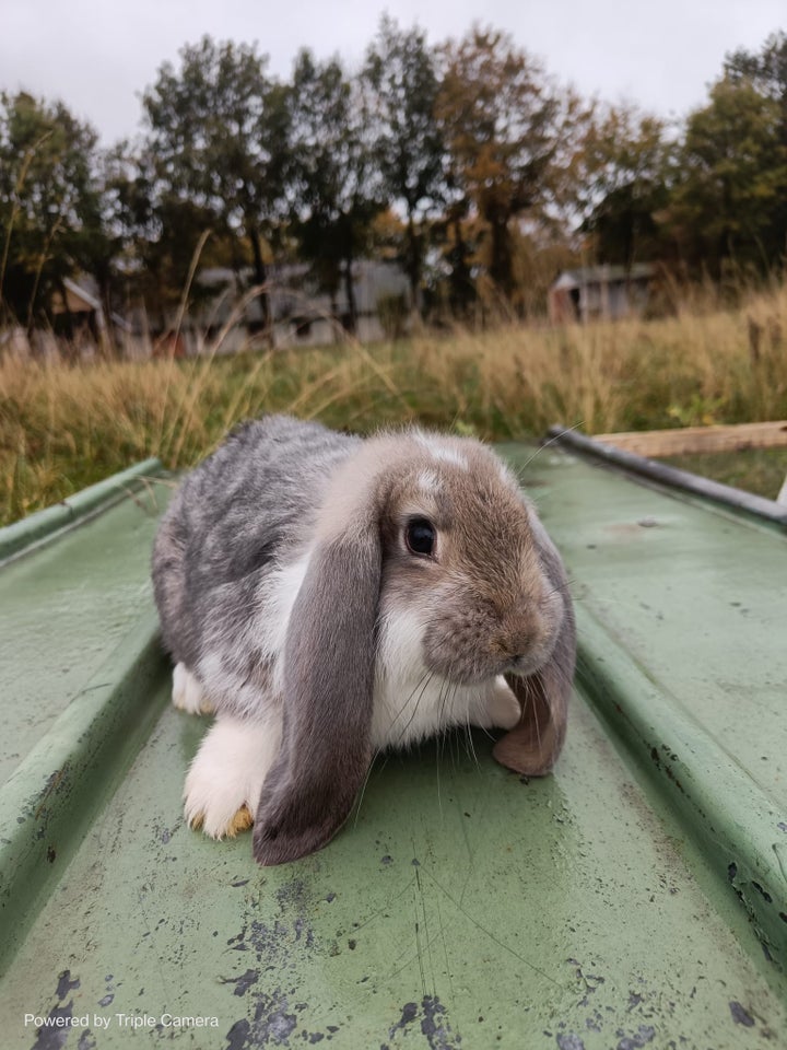 Kanin, Fransk Vædder, 0 år