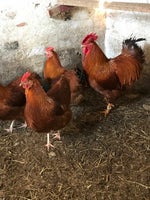Kyllinger, 14 stk.