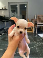 Chihuahua, hvalpe, 7 uger