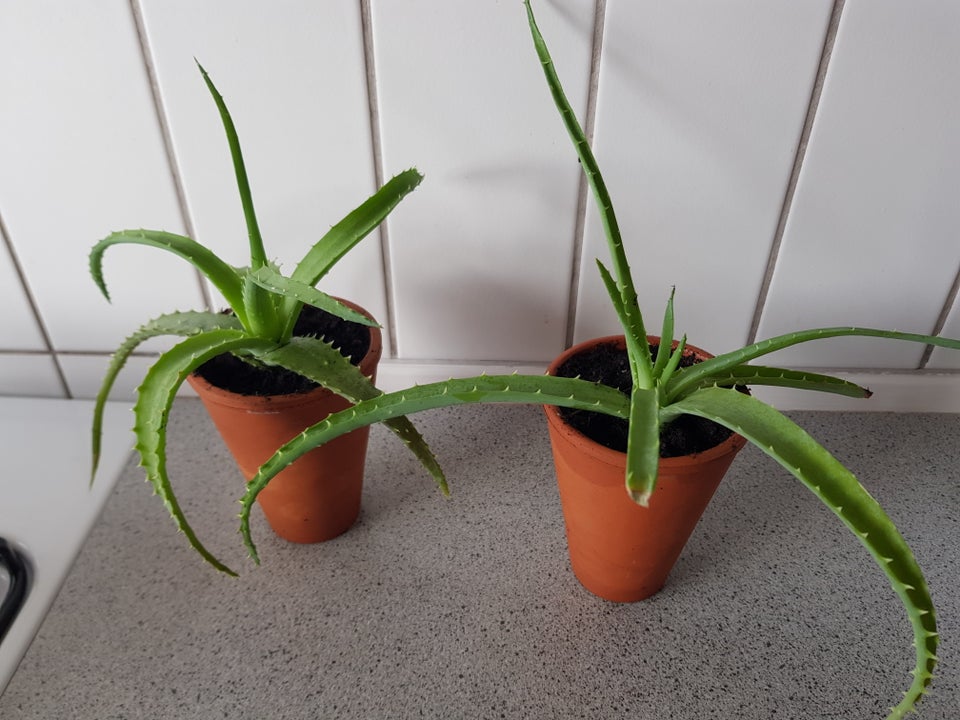 Stueplante, Aloe Vera
