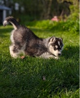 Siberian Husky, DKK stamtavle