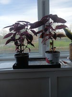 Stueplante, Paletblad/coleus