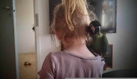 Papegøje, Rødrygget dværgara, 1 år
