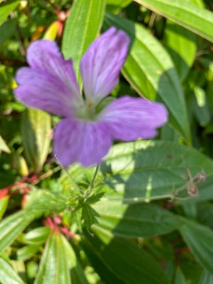 Storkenæb/ Geranium, Gardenium modusom, Storkenæb med meget lang blomstringstid. Breder sig med kort