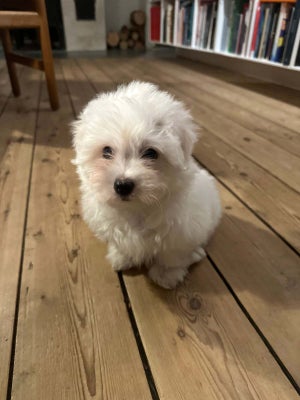 Bomuldshund / Coton de Tulear hvalp sælges