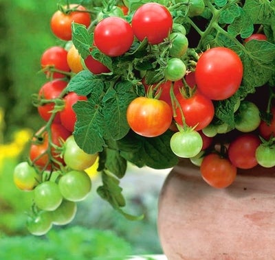 Tomat Vilma *2956, frø, Solanum lycopersicum, En lille, rød sort, god til pottedyrkning. Som en dvær