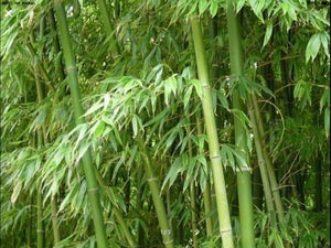 Find Bambus i Havemøbler, planter, og tilbehør - Sjælland - Køb brugt på