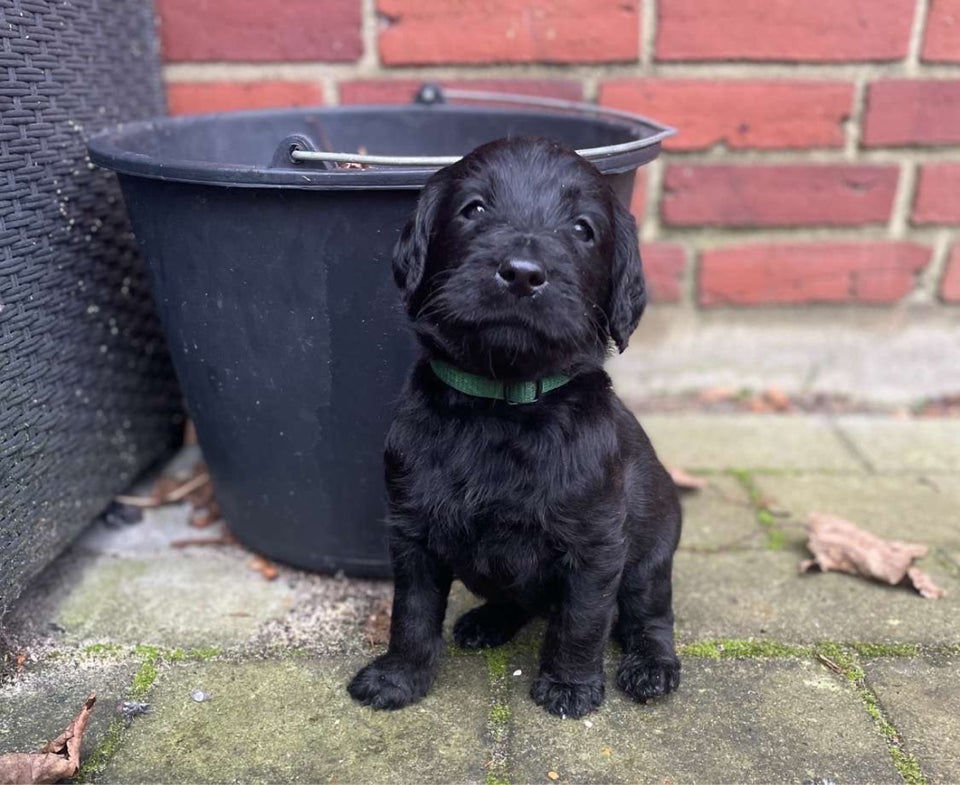 Labradoodle