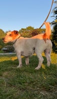 Jack Russel terrier, hund, 4 år