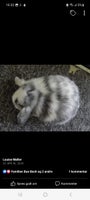Kanin, Dværgvædder japaner sort/hvid