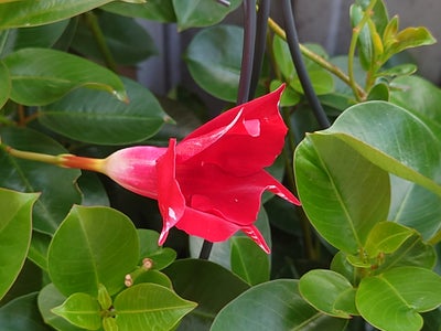 Flerårig sommerplante, Ukendt, Fin flerårig udendørs plante med smukke røde blomster. Planten skyder