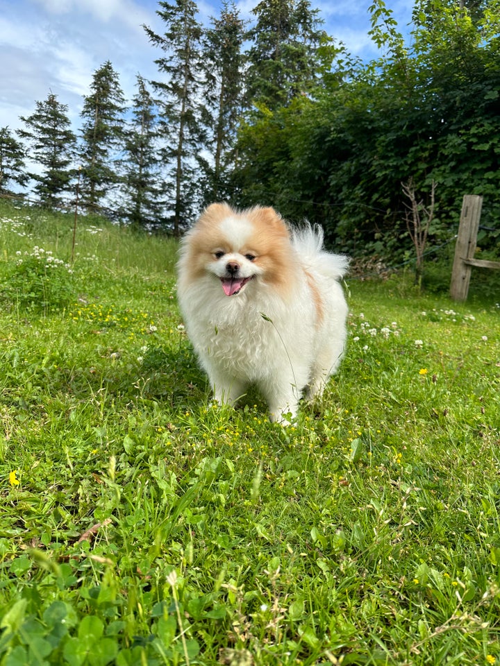 Pomeranian