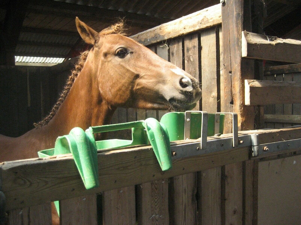 Dansk Sports Pony, hoppe, 14 år