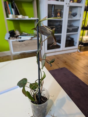 Stueplante , Philodendron Micans, Stor og rigtig flot philodendron Micans. Befinder sig i Viborg, me