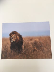 Styrke Republik Foran dig Find Plakat Løve i Til boligen - Jylland - Køb brugt på DBA