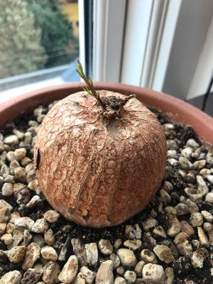 Caudex, Ipomoea Bolusiana, Caudex plante med skønne blomster. Er i dvaletilstand som ddn plejer til 