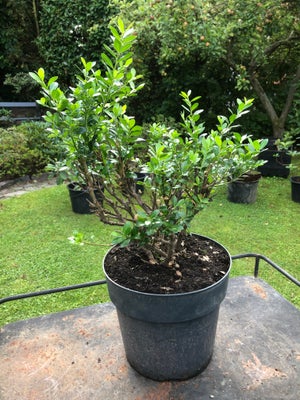 Buskbom, 


Buskbom plante. Måler 60 cm i højden og har en diameter på 35 cm. Sælges i 5 ltrs. potte