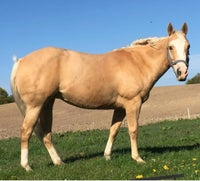 American Quarterhorse, hoppe, 15 år