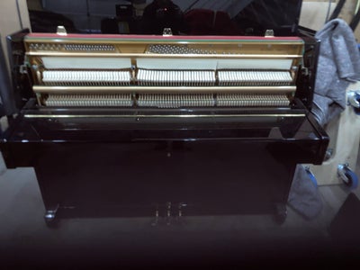 Klaver, Pearl River, 108 d 1, 1år gammelt
