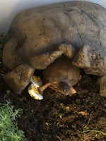 Skildpadde, 3 tået boks skildpadde