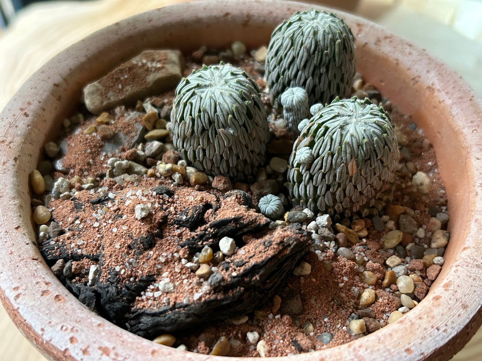 Kaktus, Pelecyphora aselliformis