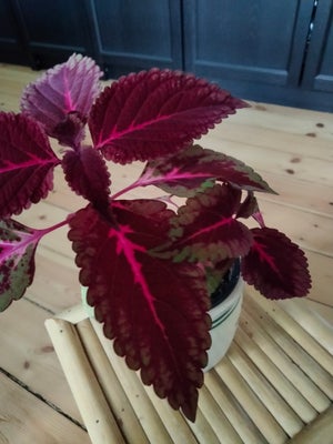 Stueplante, Paletblad/coleus, Sød lille paletbladplante med røde blade. Planten sælges uden urtepott