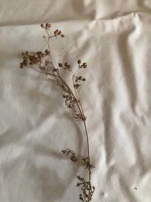 Krydderurte, Koriander, frø af min plante som jeg såede af egne frø sidste forår.
10 stk. tørrede st