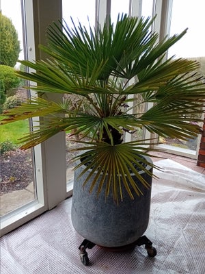 Palme, Planter (gammel) til salg med krukke har stået ude i sommerperioden .
Højde med krukke 120cm
