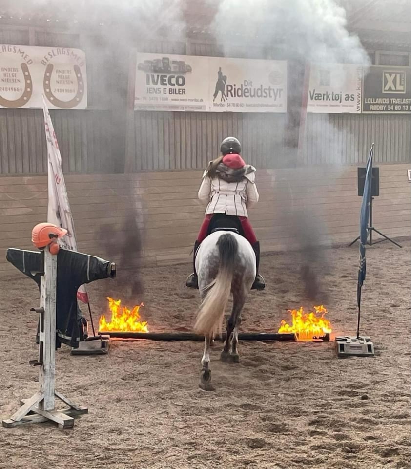 Arabisk fuldblod ox, vallak, 12 år