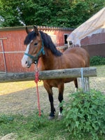 Welsh pony og Cob, hoppe, 3 år