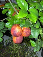 Citrustræer, Citron - appelsin -blodappelsin