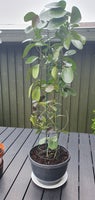Hoya, Klatreplante, stueplante