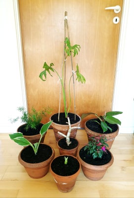 Planter., 7 forskellige planter sælges med krukkerne de står i.
Samlet pris 100 kr.