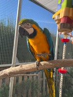 Papegøje, Ara, 2 år