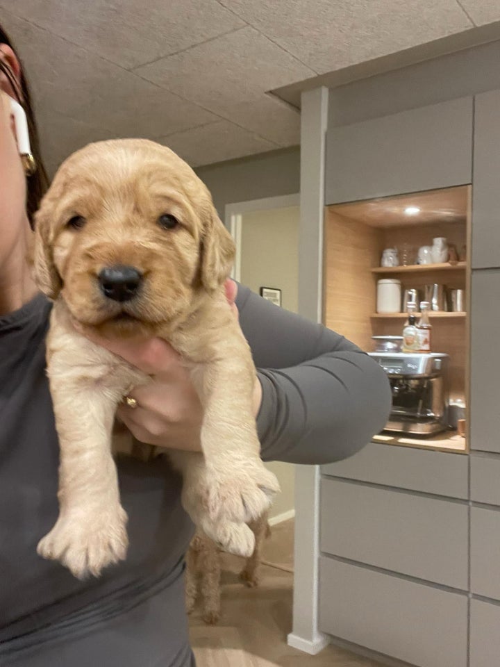 Cocker Spaniel