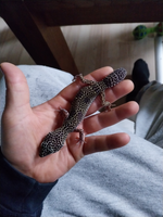 Gekko, Leopard gecko