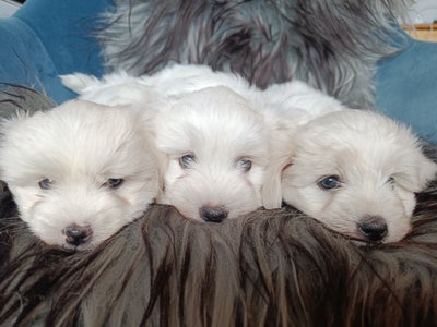 Coton de Tulear, hvalpe, 7 mdr., Klar til Nyt Hjem starte december!

Vi har 3 skønne Coton de Tulear