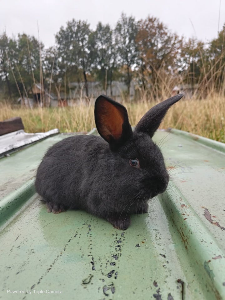 Kanin, Fransk Vædder / Belgisk kæmpe, 0 år