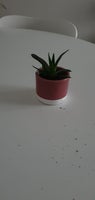 Mini plante